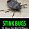 Stink Bugs Treatment