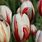 Striped Tulips