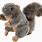 Stuffed Squirrel Dog Toy