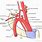 Subclavian Artery and Its Branches
