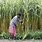 Sugar Cane India