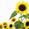 Sunflower Animated Wallpaper