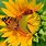 Sunflower Butterfly Background Wallpaper