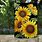 Sunflower Garden Flag