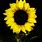 Sunflower with Black Background