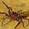 Sydney Funnel Web Spider Bite Wound