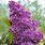 Syringa Vulgaris