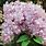 Syringa Vulgaris Common Lilac