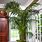 Tall Indoor Palm Plants