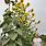 Tall Sunflower Plants