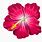 Teal Hibiscus Flower Clip Art