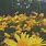 Teal Yellow Flower iPhone Wallpaper