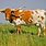 Texas Longhorn Show Cattle