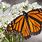 Texas Monarch Butterfly