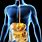 The Digestive System and How It Works
