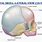 The Fetal Skull