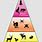 The Food Chain Pyramid