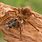The Goliath Birdeater Spider