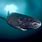 The Greenland Shark