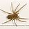The Hobo Spider