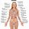 The Human Body Parts of a Woman