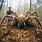 The Largest Spider