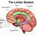 The Limbic System of the Brain