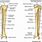 Tibia Bone Landmarks