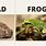 Toad versus Frog