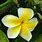 Tongan Flower