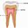 Tooth Enamel Dentin