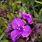 Tradescantia Concord Grape