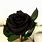 Trandafir Negru