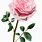 Transparent Pink Rose with Stem