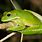 Tree Frog Australia