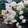 Tree Grandiflora Hydrangea