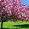 Tree Pink Flower Spring
