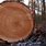 Tree Ring Images