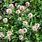 Trifolium Ambiguum