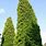 Trimming Leyland Cypress Trees