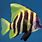 Tropical Fish Images. Free