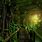 Tropical Jungle Forest Wallpaper