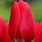Tulip Cherry Delight