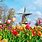 Tulip Garden in Netherlands