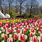 Tulip Park