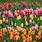 Tulip Varieties