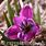 Tulipa Humilis Rudbar
