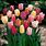 Tulips Colours