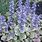 Types of Ajuga Ground Cover