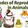 Types of Animal Reproduction